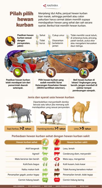 Pilah pilih hewan kurban