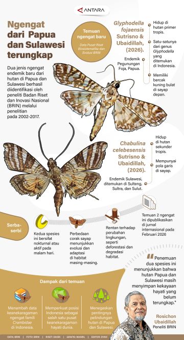 Ngengat dari Papua dan Sulawesi terungkap