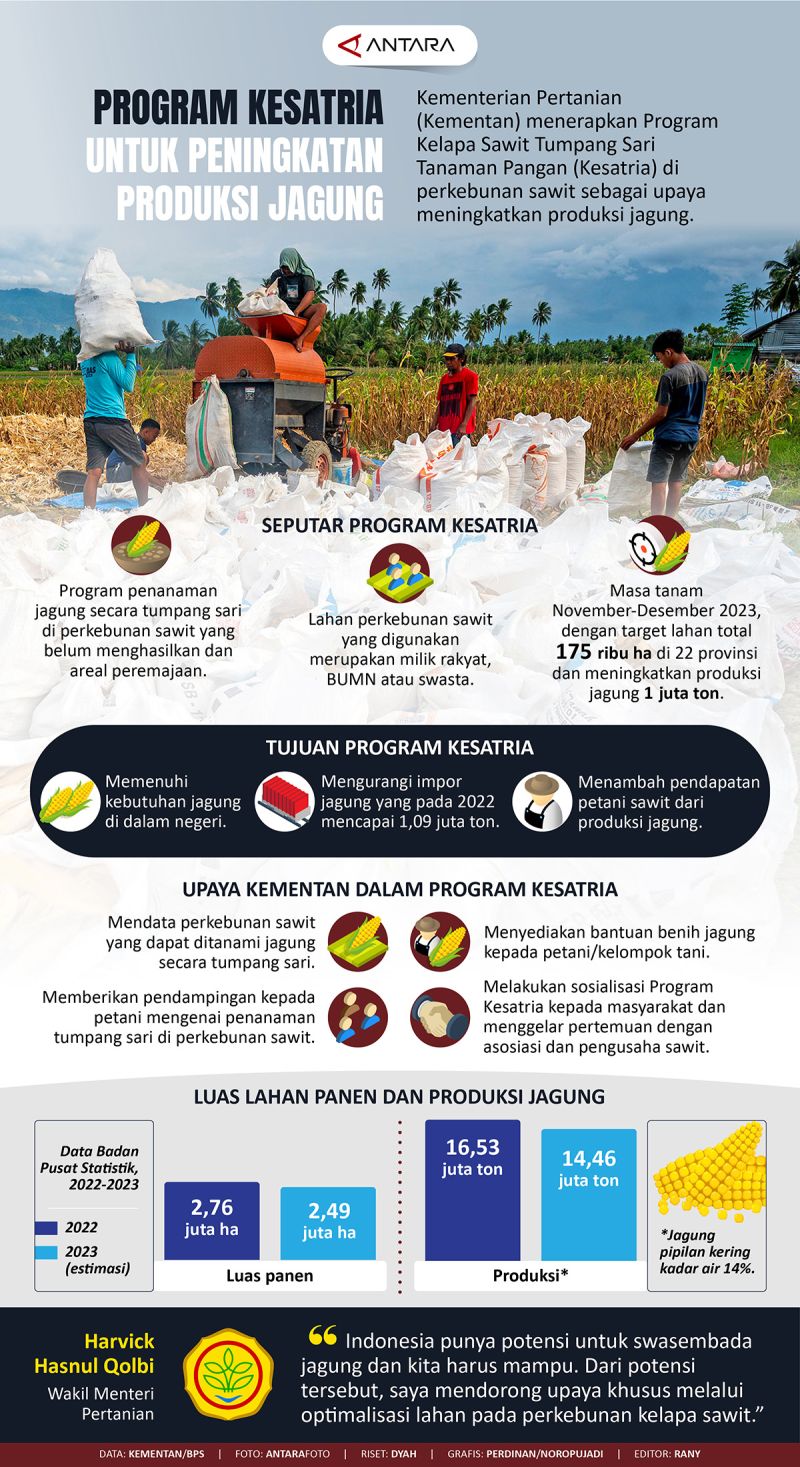 Program Kesatria untuk peningkatan produksi jagung - Infografik ANTARA News