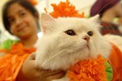 Kotoran Kucing Dapat Gugurkan Kehamilan - ANTARA News