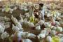 4.500 Ribu Ayam Mati Diduga Terserang Flu Burung