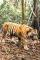 Video WWF Rekam Harimau Sumatra