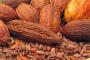 Sulbar Optimistis Penghasil Kakao Terbesar Dunia