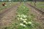 Petani Melon Rugi Akibat Cuaca