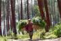 Mamuju Kembangkan Hutan Tanaman Rakyat 15.000 Hektare