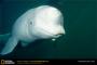 Sebagian Alaska Diusulkan Untuk Perlindungan Paus Beluga