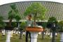 Pameran Bonsai Nasional Diramaikan 434 Tanaman