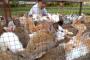 Kelinci Solok Penuhi Pasar Riau, Jambi dan Bengkulu