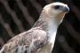 Jumlah Burung Terancam Punah di Indonesia Tertinggi