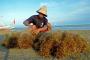 2014 Produksi Rumput Laut Indonesia Ditargetkan 10.000.000 Ton