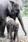 Gajah Riau Akan Punah