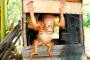 Tiga Anak Orangutan Terlantar Ditampung di Samboja