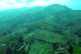 1000 Hektare Hutan Lindung Gunung Dempo Kritis