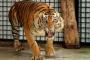 Harimau Sumatera Siap Dilepasliarkan