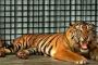 Populasi Harimau Sumatera di TNKS 140 Ekor