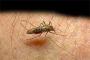 Dinkes Pandeglang Terus Pantau Penyebaran Malaria
