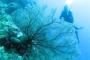 150 Peneliti Asing Teliti Organisme Bawah Laut