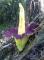 Bunga Kibut Titanum Mekar di Bengkulu