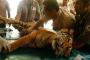 Induk Harimau Sumatra dalam Perawatan