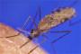 Penggundulan Hutan Tingkatkan Malaria di Brazil