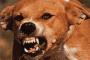 228 Anjing Rabies di Rokan Hulu Dimusnahkan