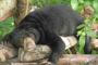 Empat Ekor Beruang Rusak Kebun Warga Pagaralam
