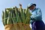 Lahan Berkurang, Produksi Jagung Papua Turun