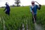 Petani Lampung Selatan Gunakan Pupuk Organik, Hasilnya Signifikan