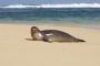 Anjing Laut Muncul Lagi di Pantai Prancis