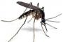 Musi Rawas Daerah Endemi Malaria
