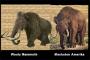 Afrika Miliki Dua Spesies Gajah