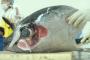 Uni Eropa Berlakukan Sertifikasi Ikan Impor