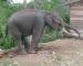 Puluhan Gajah Serang Perkampungan