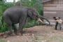 Belasan Gajah Rusak Rumah di Pidie