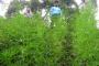 Polisi Temukan Lima Hektare Ladang Ganja
