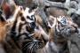 Harimau Sumatra Berkeliaran di Kebun Warga
