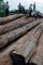DPRD Desak Pemerintah Berantas "Illegal Logging"