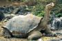 Kura-kura Galapagos Berkembang Biak Pada Usia 90
