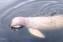 Ikan Lumba-lumba Sungai Mekong Nyaris Punah
