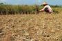 Ribuan Hektare Sawah di Lampung Gagal Panen