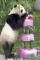 Panda Raksasa Lahirkan Bayi Kembar