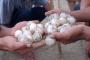 Polisi Kalbar Amankan 9.000 Telur Penyu