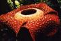 Tiga Kuncup Rafflesia Patma Menunggu Mekar