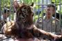 Populasi Harimau Sumatra Terus Menyusut