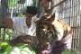 Harimau Sumatra Mati Saat Operasi