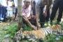 Tahun ini 8 Warga Jambi Tewas Diterkam Harimau