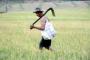 HKTI Minta Pemerintah Tingkatkan Pengetahuan Petani