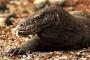Komodo Diyakini Masuk Tujuh Keajaiban Dunia