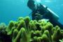 Kapal Indonesia Temukan 52 Spesies Biota Laut