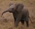 Bayi Gajah Terlantar Diselamatkan Warga